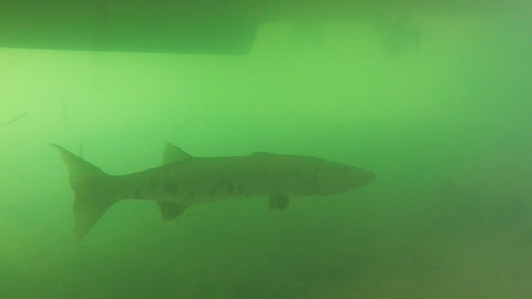 Swimmer unintentionally meets giant barracuda underneath boat