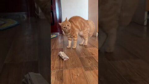 #shorts Смешные Коты Из Тик Тока 198 Funny Cats From Tiktok