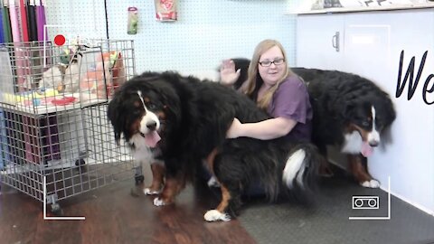 Owner Request a Bernese mountain dog grooming and haircut