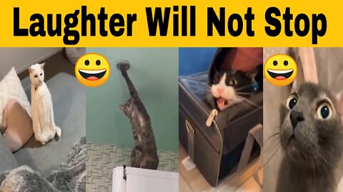 most Funny Cat Video Don't Miss Laugh 😅😂😁