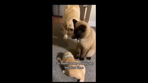 cat meets baby puppy first time