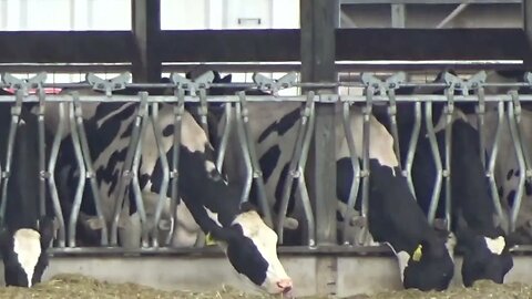 Looking at a cow farm