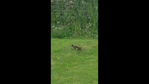 UK Green Woodpecker feeding on ants in my garden