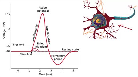 012 The Absolute and Relative Refractory Periods