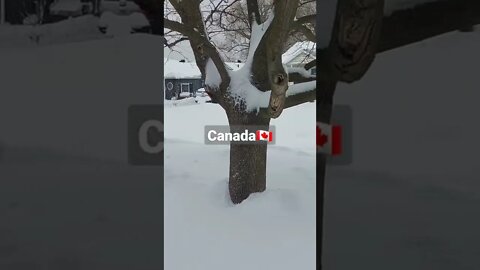 Winter Snow Storm Canada | #shorts #snowstorm