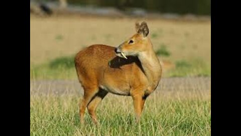 hungry roe deer have finally found food, they want to eat