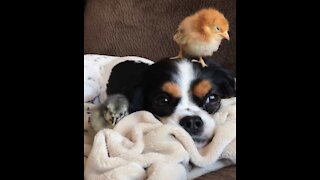 Ces poussins charment un chien au point de les adopter