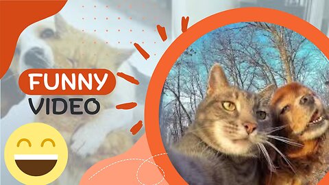 Funny Cats and Dogs Videos Part 2