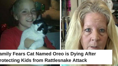 Family Fears Cat Named Oreo is Dying After Attacked Protecting Kids from Rattlesnake