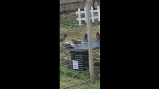 SPLISH SPLASH birdies taking a bath