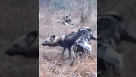 Peculiar Courtship Behaviour Of Painted Wolves #shorts