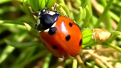 IECV NV #90 -🐞 Lady Bug On The Run 3-30-2015