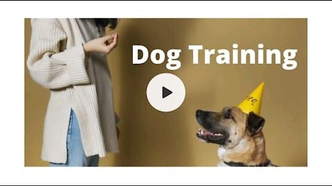 LEARN HOW TO TRAIN YOUR DOG AT HOME