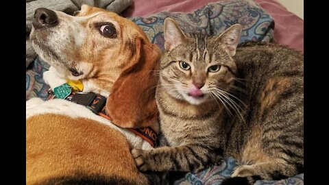 Funny life of dogs and cats