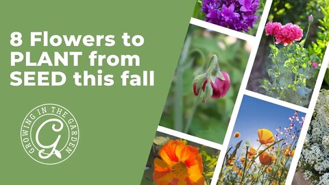 8 Flowers to PLANT from SEED this fall