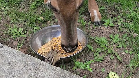 Deer and chipmunk incredibly share meal together