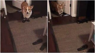 Un cane corgi con le scarpe nuove