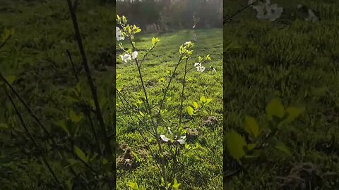 Montmorency Cherry Tree - late bloom perfect for East Tennessee #farmlife