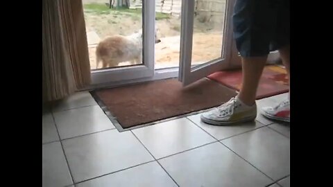 Foot-Wiping Pupper