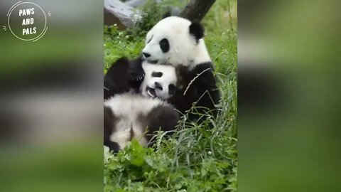 Funny baby pandas | Baby panda falling