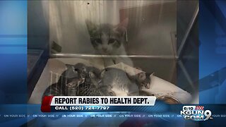 PACC: Kittens quarantined for rabies exposure in Amado