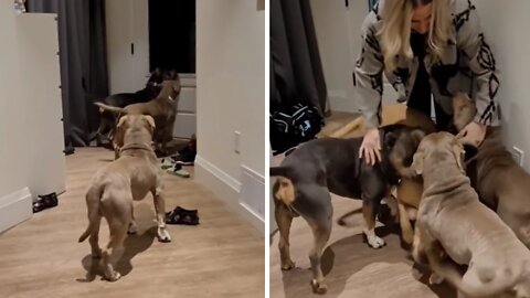 Loyal doggies patiently wait for owner to come home from work