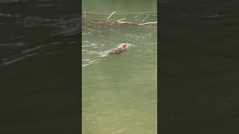 South river beaver #virginia #wildlife #beavers #shorts #shortvideo