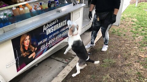 Hungry Beagle Dog assaults Food Trucks!