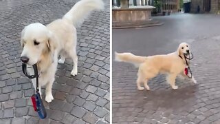 Golden Retriever decides to take himself for a walk