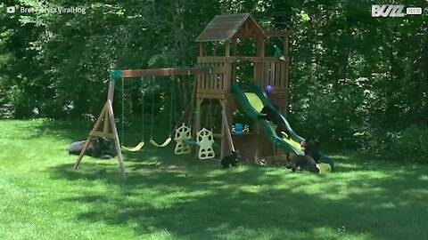 Une famille d'ours transforme son jardin en terrain de jeu