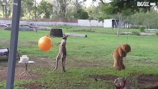 Jovem canguru adora os seus brinquedos