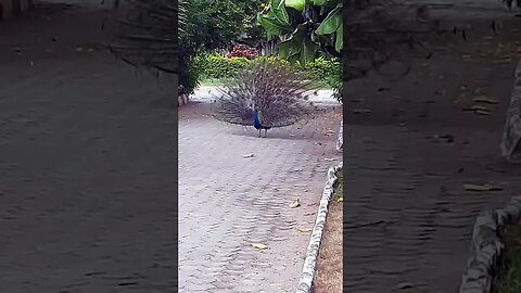 Peacock Dance #trending #viral #shortsfeed #youtubeshorts #madurairecipes #jailer @towertreee