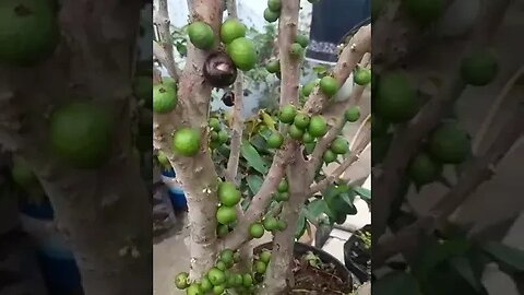 jabuticaba híbrida produzindo em vaso estamos enviando para todo o Brasil muito obrigado amigo Lopes