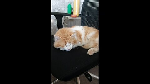 Caty loves sleeping on my chair