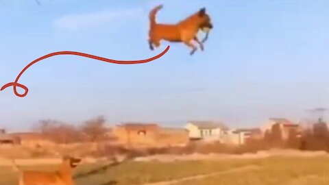 I Couldn't Believe Dogs Could Fly Before Watching This!🚀