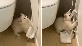 Mischievous Kitten Unravels Toilet Paper Roll