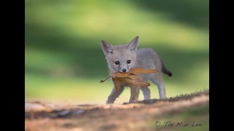 A fox cub eating on a bed of hay