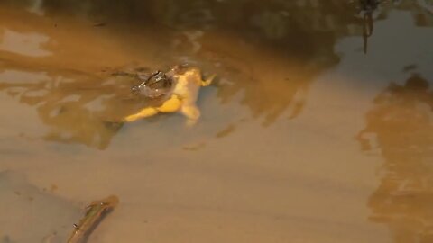 Dead Frog In Dirty Water