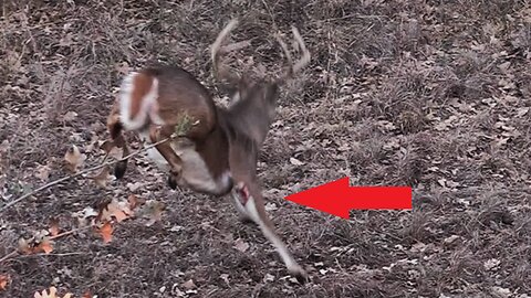 BUCK COMES BACK AFTER BEING SHOT!!!!