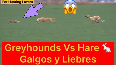 Greyhounds with High Speed Rabbit 🐇 😱 | Galgos y conejos con alta velocidad Борзые и кролик