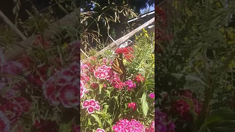 Swallowtail Butterfly in my private park/garden/bird house/squirrel house/Mallard House/Cat House