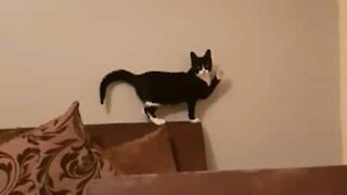 Playful cat waves hello to camera