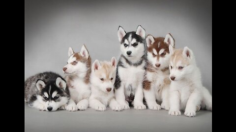 Husky puppies fighting over toy,and then comes mama husky and takes toy away