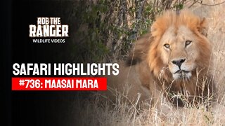 Safari Highlights #736: 09 November 2022 | Lalashe Maasai Mara | Latest Wildlife Sightings