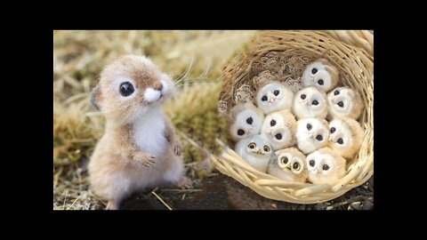 try not to laugh Cutest baby animals Videos Compilation Cute moment of the Animals - Cutest Animals