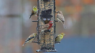 Snow Day for Birds