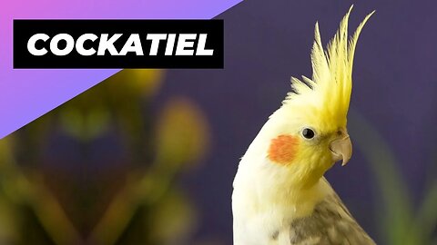 Cockatiel 🦜 The Perfect Feathered Companion?