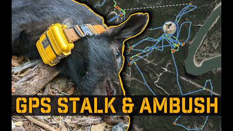 GPS Tracking Feral Hogs, and ambushing them where they sleep! | Judas Hog/Pig