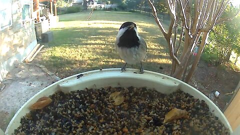 Carolina Chickadee Chowin’ Down!