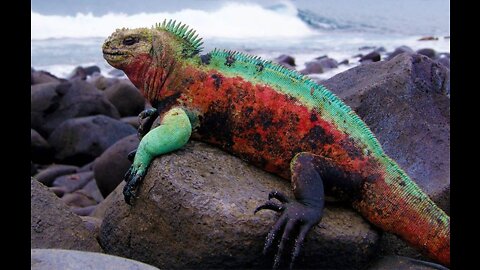 Ecuador: Marine Iguana, Galapagos